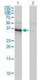 Ankyrin Repeat Family A Member 2 antibody, H00057763-M01, Novus Biologicals, Western Blot image 