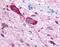 Thyrotropin Releasing Hormone Receptor antibody, PA1-32691, Invitrogen Antibodies, Immunohistochemistry paraffin image 