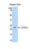 TAR DNA Binding Protein antibody, LS-C296576, Lifespan Biosciences, Western Blot image 