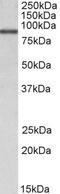 Aldehyde Dehydrogenase 18 Family Member A1 antibody, PA5-19392, Invitrogen Antibodies, Western Blot image 