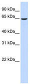 EH Domain Containing 4 antibody, TA333524, Origene, Western Blot image 