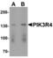 Phosphoinositide-3-Kinase Regulatory Subunit 4 antibody, MBS153430, MyBioSource, Western Blot image 