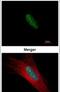 X-Ray Repair Cross Complementing 5 antibody, MA1-23314, Invitrogen Antibodies, Immunofluorescence image 