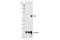 AKT Serine/Threonine Kinase 3 antibody, 15097S, Cell Signaling Technology, Western Blot image 