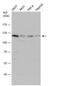 HAUS Augmin Like Complex Subunit 6 antibody, NBP2-16416, Novus Biologicals, Western Blot image 