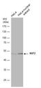 NUF2 Component Of NDC80 Kinetochore Complex antibody, GTX632247, GeneTex, Western Blot image 