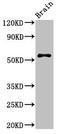 Signal Recognition Particle 54 antibody, LS-C396759, Lifespan Biosciences, Western Blot image 