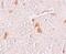Shisa Family Member 9 antibody, PA5-21058, Invitrogen Antibodies, Immunohistochemistry frozen image 