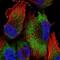 ATP Synthase Mitochondrial F1 Complex Assembly Factor 2 antibody, NBP2-56882, Novus Biologicals, Immunofluorescence image 