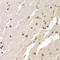 Hrb antibody, LS-C334618, Lifespan Biosciences, Immunohistochemistry frozen image 