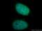 DR1 Associated Protein 1 antibody, 11020-1-AP, Proteintech Group, Immunofluorescence image 