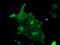 Fyn Related Src Family Tyrosine Kinase antibody, TA500629, Origene, Immunofluorescence image 