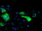 Carboxypeptidase A1 antibody, TA504517, Origene, Immunofluorescence image 