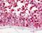N-arachidonyl glycine receptor antibody, 48-420, ProSci, Immunohistochemistry frozen image 