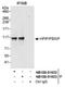 PBX Homeobox Interacting Protein 1 antibody, NB100-81653, Novus Biologicals, Western Blot image 