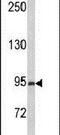 Phosphatidylinositol 3,4,5-trisphosphate-dependent Rac exchanger 1 protein antibody, PA5-26472, Invitrogen Antibodies, Western Blot image 