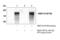 Synaptosome Associated Protein 91 antibody, 93400S, Cell Signaling Technology, Immunoprecipitation image 
