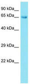 Cyclic Nucleotide Binding Domain Containing 2 antibody, TA333553, Origene, Western Blot image 