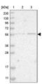 Zinc Finger Protein 695 antibody, PA5-55169, Invitrogen Antibodies, Western Blot image 