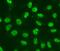 Checkpoint Kinase 2 antibody, FNab01654, FineTest, Immunofluorescence image 