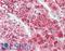 Apolipoprotein D antibody, LS-B10588, Lifespan Biosciences, Immunohistochemistry paraffin image 