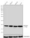 Histone Cluster 4 H4 antibody, 710809, Invitrogen Antibodies, Western Blot image 