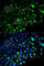 TNF Receptor Associated Factor 2 antibody, A0962, ABclonal Technology, Immunofluorescence image 