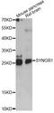 Synaptogyrin 1 antibody, LS-C749099, Lifespan Biosciences, Western Blot image 