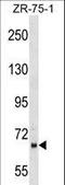 Peptidylprolyl Isomerase Domain And WD Repeat Containing 1 antibody, LS-C158721, Lifespan Biosciences, Western Blot image 