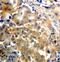 Protein Kinase C Zeta antibody, MBS128548, MyBioSource, Immunohistochemistry frozen image 