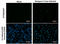 Dengue virus antibody, GTX629447, GeneTex, Immunocytochemistry image 