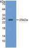 Epstein-Barr Virus Induced 3 antibody, LS-C314301, Lifespan Biosciences, Western Blot image 