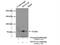 Mannosidase Alpha Class 1A Member 2 antibody, 14049-1-AP, Proteintech Group, Immunoprecipitation image 