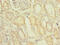 Phosducin Like 2 antibody, CSB-PA836663LA01HU, Cusabio, Immunohistochemistry paraffin image 
