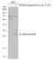 Norovirus antibody, GTX134383, GeneTex, Western Blot image 