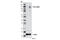 Nuclear Factor, Erythroid 2 Like 1 antibody, 8052S, Cell Signaling Technology, Western Blot image 