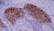 Keratin 10 antibody, NB500-354, Novus Biologicals, Immunohistochemistry frozen image 