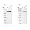 G Elongation Factor Mitochondrial 1 antibody, PA5-57050, Invitrogen Antibodies, Western Blot image 