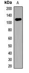 Toll Like Receptor 7 antibody, LS-C668522, Lifespan Biosciences, Western Blot image 