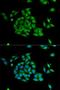 Protein Interacting With PRKCA 1 antibody, LS-C331510, Lifespan Biosciences, Immunofluorescence image 