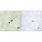 Tripartite Motif Containing 59 antibody, A07207, Boster Biological Technology, Immunohistochemistry frozen image 