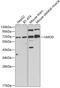 Uromodulin antibody, GTX32955, GeneTex, Western Blot image 