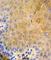 Keratin 9 antibody, abx033315, Abbexa, Western Blot image 