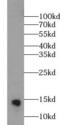 Parvalbumin antibody, FNab09811, FineTest, Western Blot image 