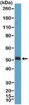 Myogenic Differentiation 1 antibody, NBP2-77430, Novus Biologicals, Western Blot image 