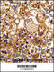 Complement C6 antibody, 62-549, ProSci, Immunohistochemistry paraffin image 