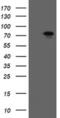 RIO Kinase 2 antibody, MA5-26074, Invitrogen Antibodies, Western Blot image 