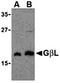 MTOR Associated Protein, LST8 Homolog antibody, orb74611, Biorbyt, Western Blot image 