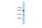 DAZ Associated Protein 1 antibody, GTX47277, GeneTex, Western Blot image 
