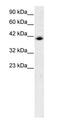 Interferon Regulatory Factor 9 antibody, PA1-24390, Invitrogen Antibodies, Western Blot image 